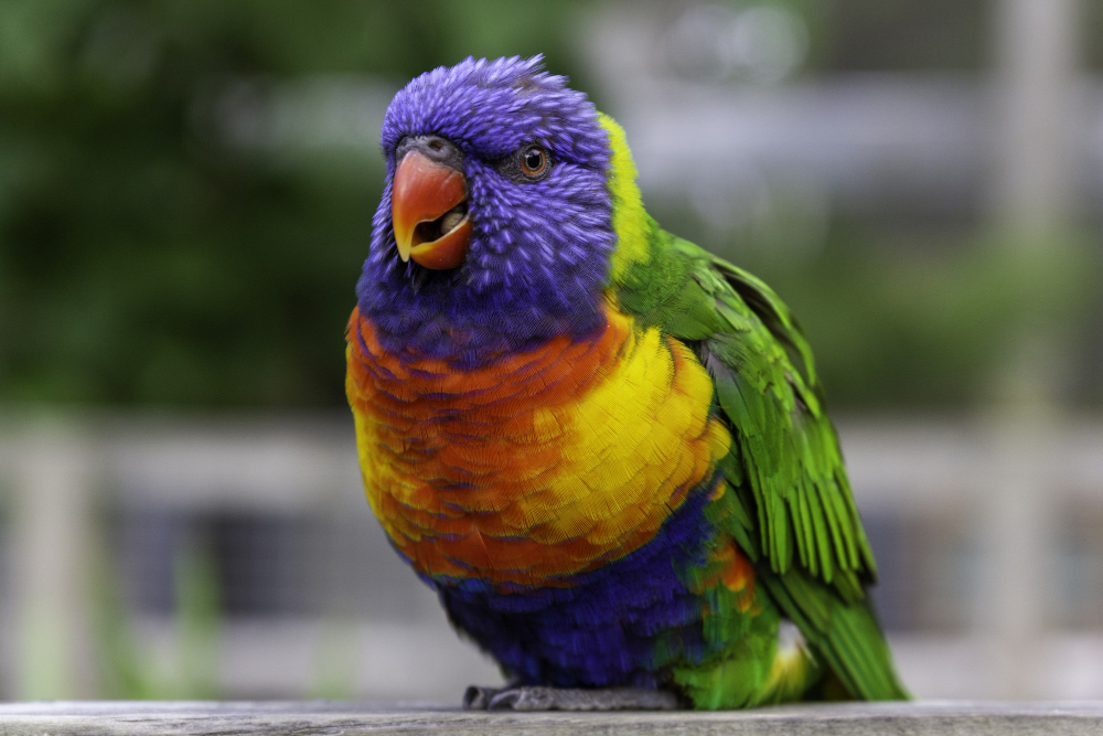melatih burung beo