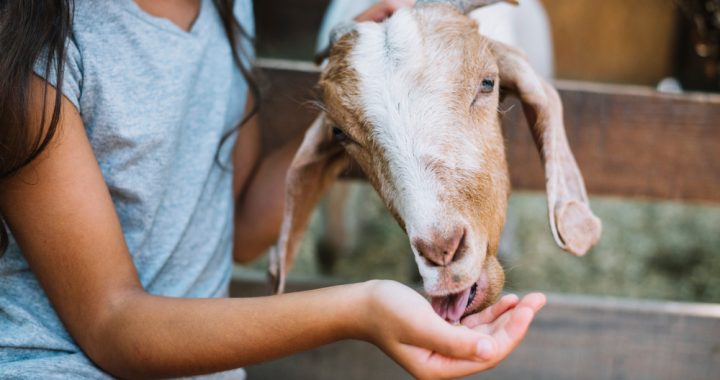 Menjaga kambing