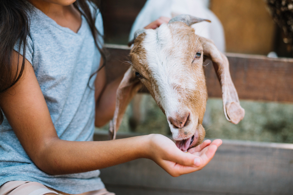Menjaga kambing