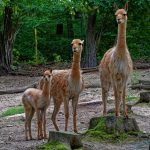 Memahami Perbandingan Alpaca serta Llama yang Kerap Disangka Sama