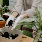 Pupuk Tanaman yang Pas Buat Kebun Lebih Produktif serta Hasil Panen Kian Memuaskan