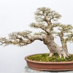 Jenis Bonsai untuk Rumah yang Mempercantik Hunian dengan Sentuhan Alami