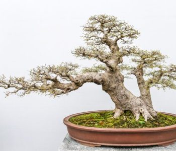 jenis bonsai