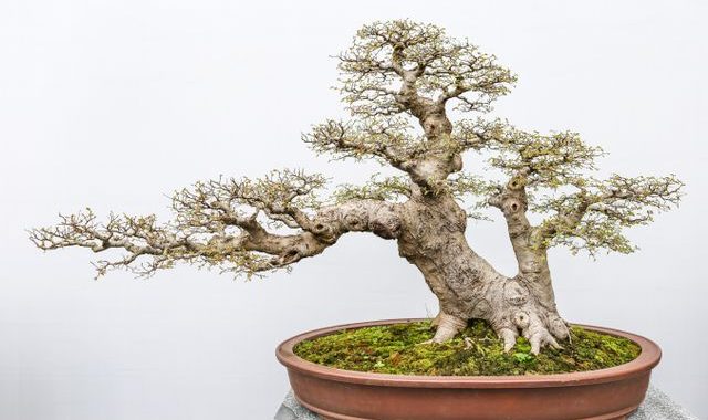 jenis bonsai