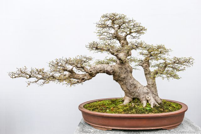 jenis bonsai
