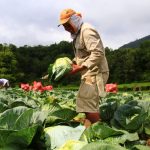 Peluang Tengkulak Sayur, Usaha Distribusi Hasil Panen yang Menjanjikan