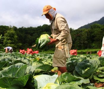peluang menjadi tengkulak sayur?