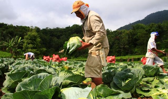 peluang menjadi tengkulak sayur?