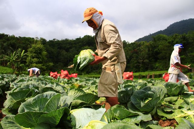 peluang menjadi tengkulak sayur?